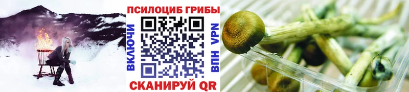 Купить где  Апрелевка  Галлюциногенные грибы GOLDEN TEACHER 